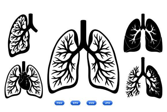 Anatomical Lung Vector Clipart