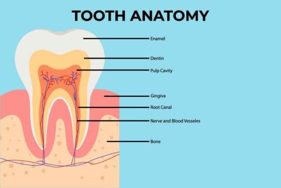 Human Teeth Anatomy Explained